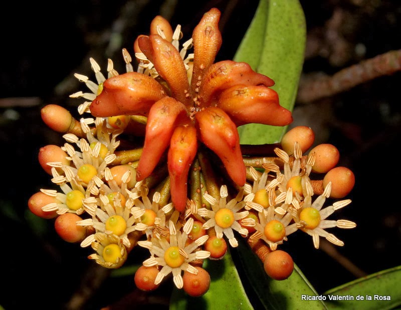 Представитель Семейства Marcgraviaceae